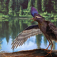 Image for article titled Behold The Oldest Known Relative Of Modern Birds